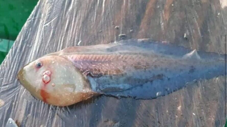 En labores de pesca atrapan ‘rana patito’ en la ciénaga de Ayapel, Córdoba. Fotp: cortesía Javier Barrios.