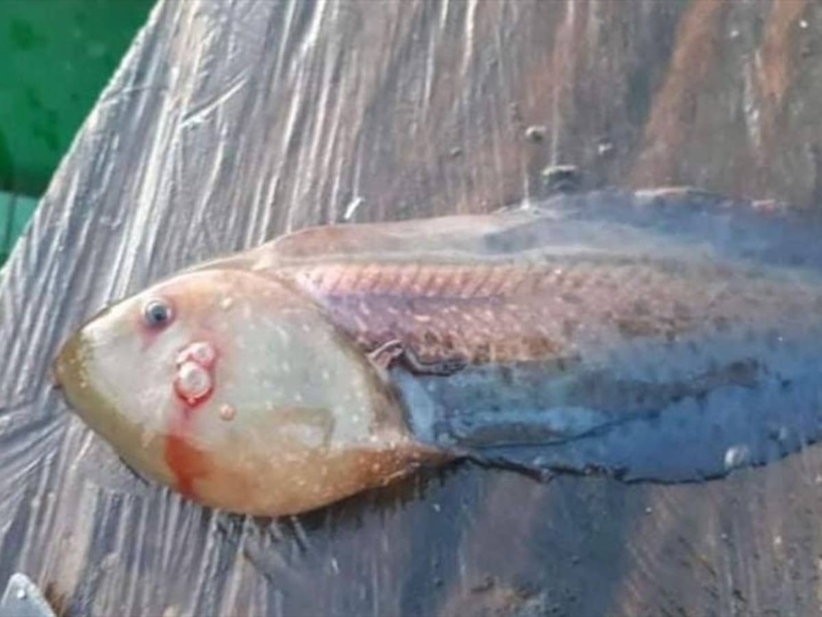 En labores de pesca atrapan ‘rana patito’ en la ciénaga de Ayapel, Córdoba