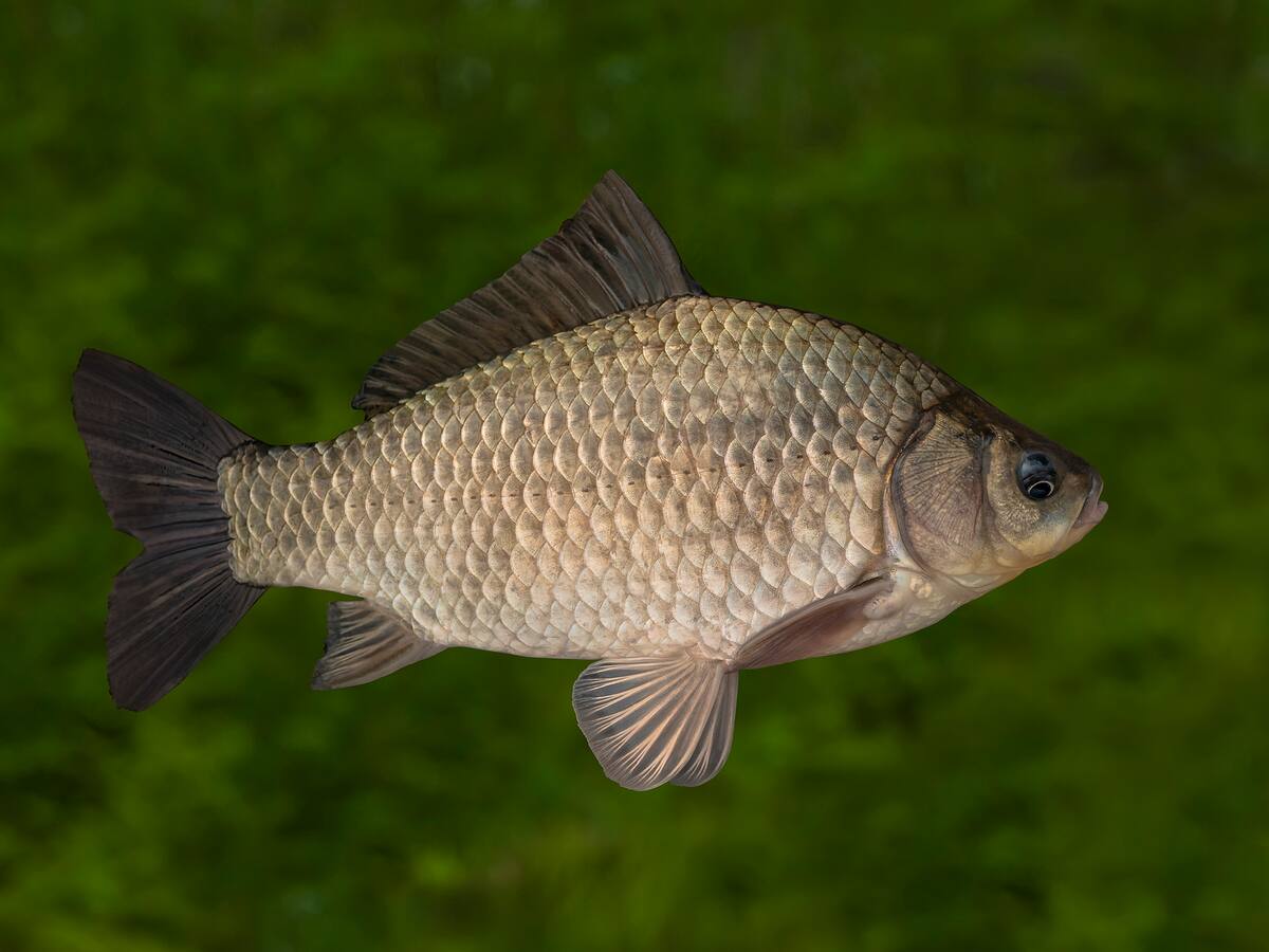 Científicos crían peces sin espinas intramusculares