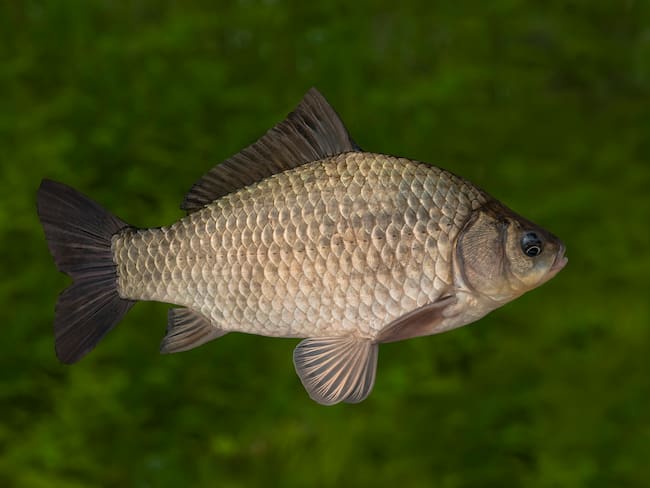 Live crucian carp fish with flowing fins isolated on natural green background