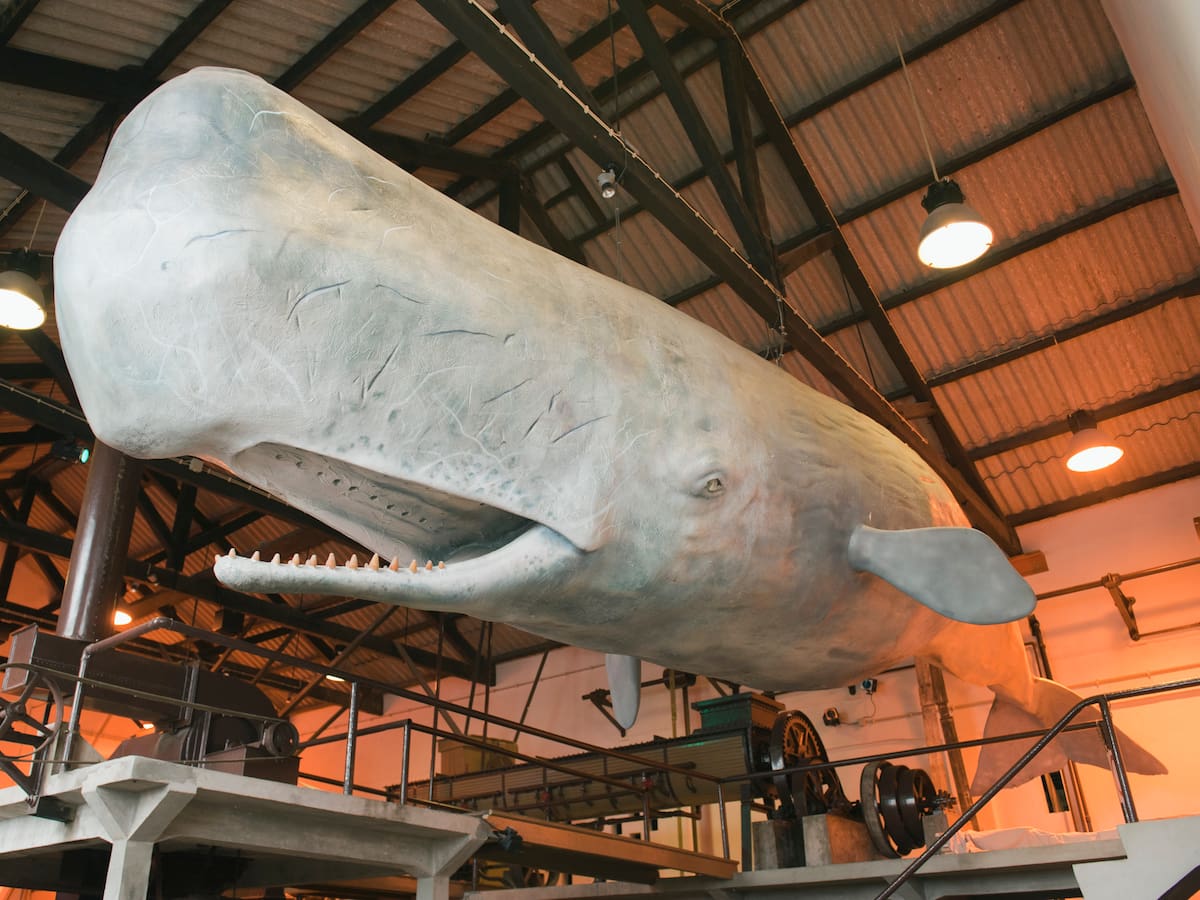 Este es el animal con el cerebro más grande del mundo: podría pesarle hasta 9 kilos