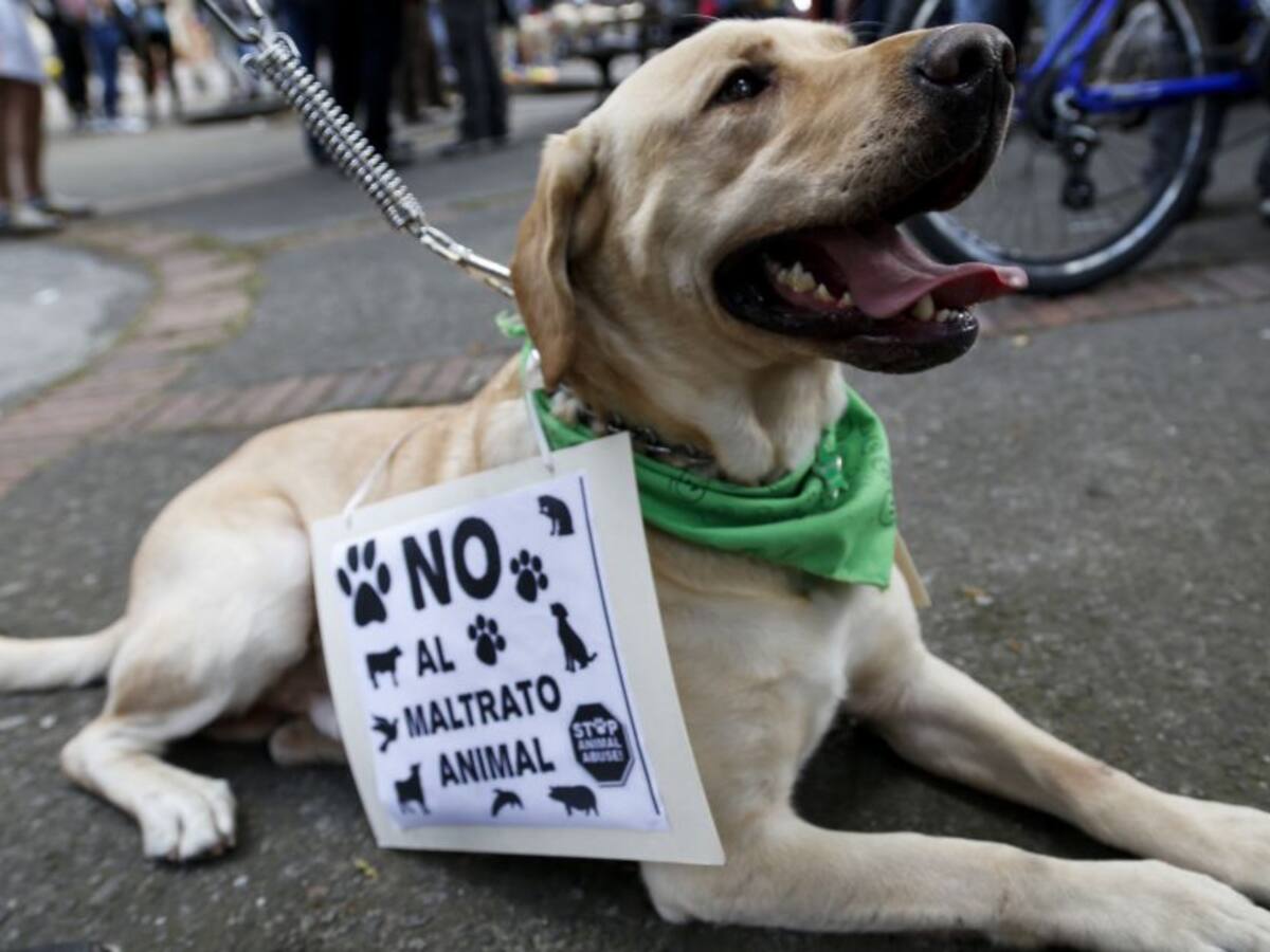 Maltrato animal en Colombia: más de 600 personas han sido imputadas en cuatro años
