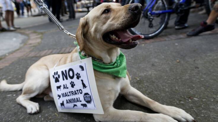 Maltrato animal en Colombia: más de 600 personas han sido imputadas en cuatro años