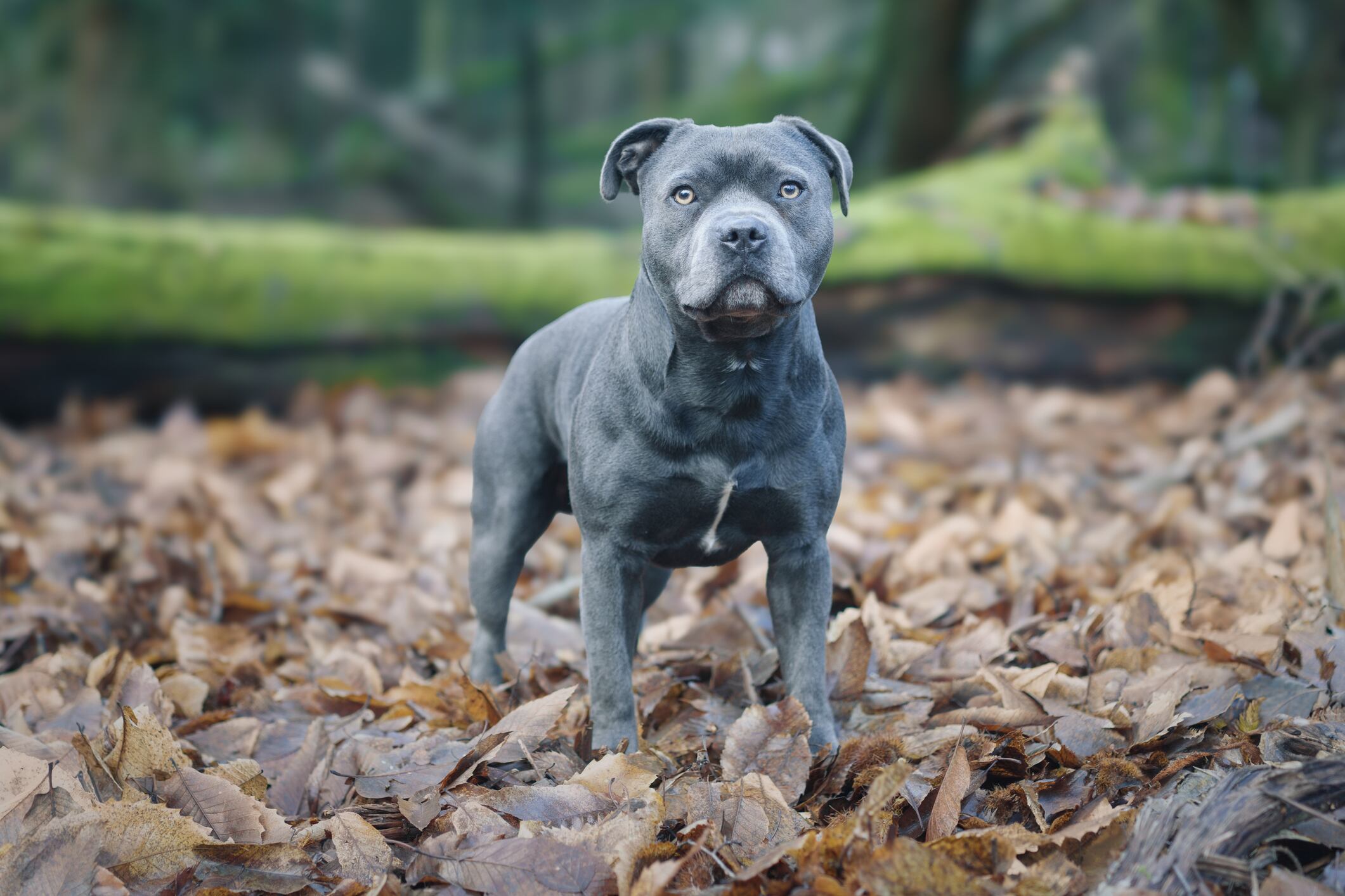 Pitbull. Foto: Getty Images.