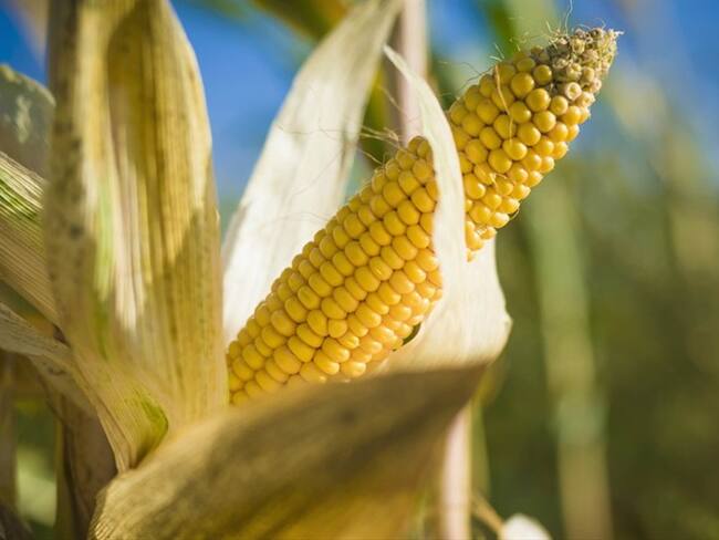 Producción de maíz podría reemplazar cultivos ilícitos, según empresario