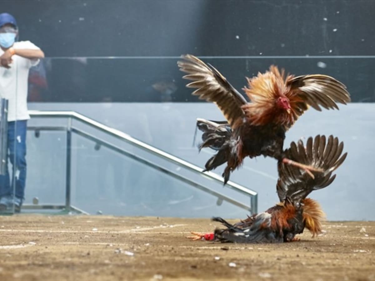Concejo de Bogotá aprueba proyecto que desincentiva las peleas de gallos