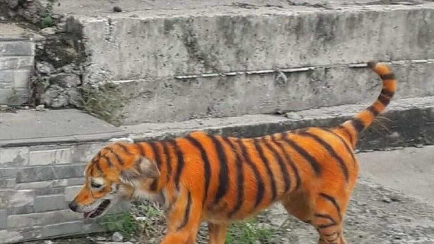 Perro pintado como tigre en Malasia. Foto: Organización Protectora de Animales de Malasia.