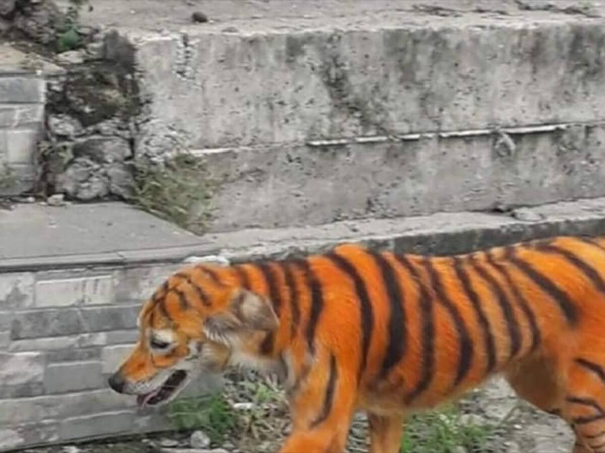 Ofrecen recompensa por responsables de pintar a perro para que pareciera un tigre