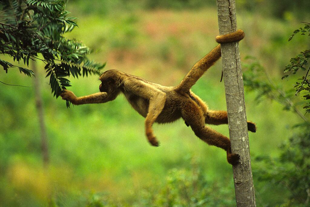 Muriqui imagen de referencia. Foto: Getty Images.