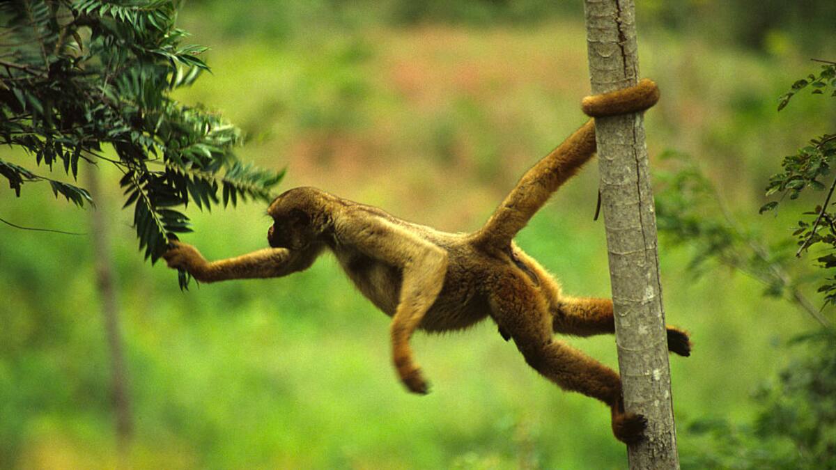Conozca al primate más grande de Latinoamérica: está en vía de extinción