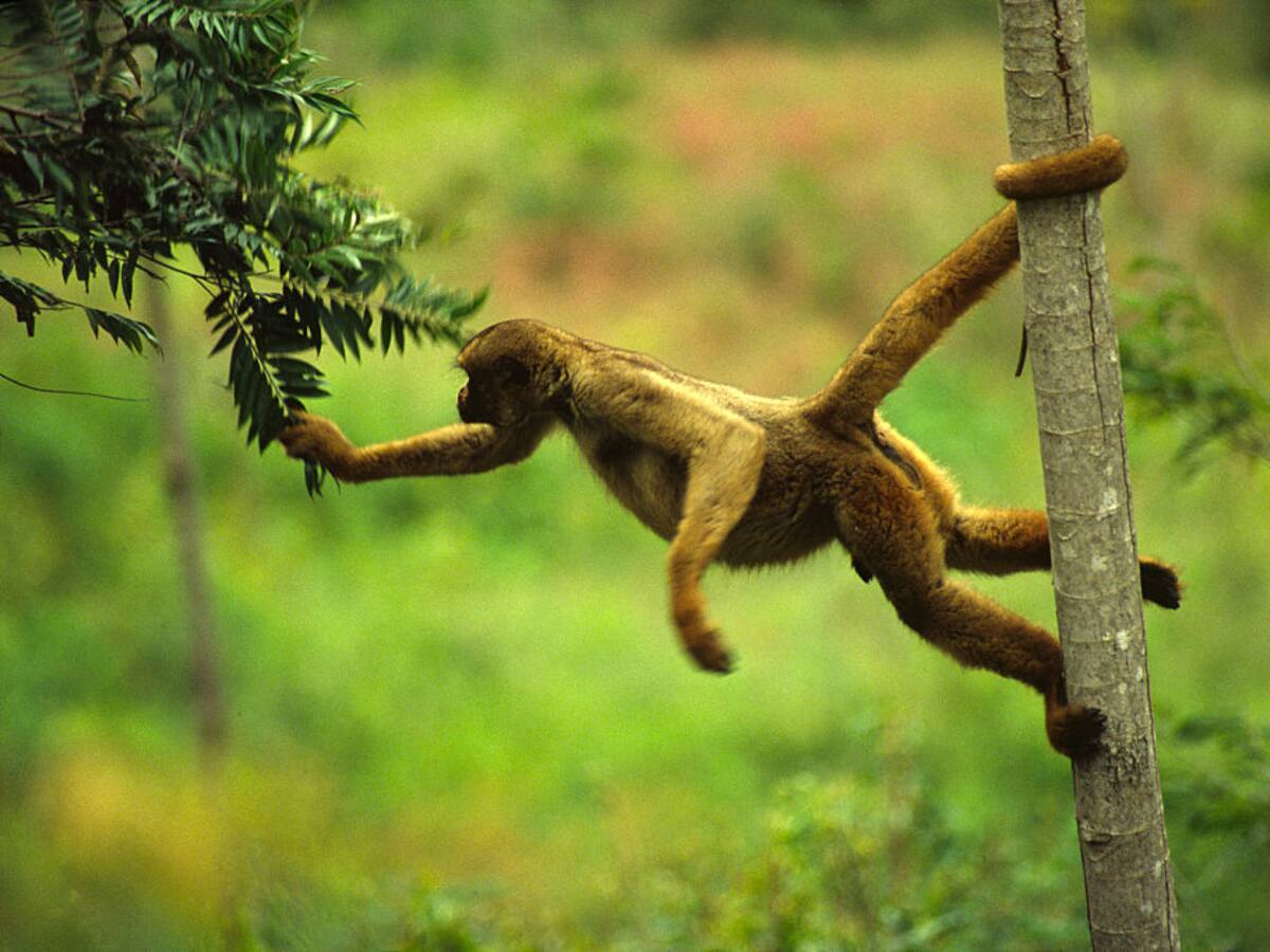 Conozca al primate más grande de Latinoamérica: está en vía de extinción