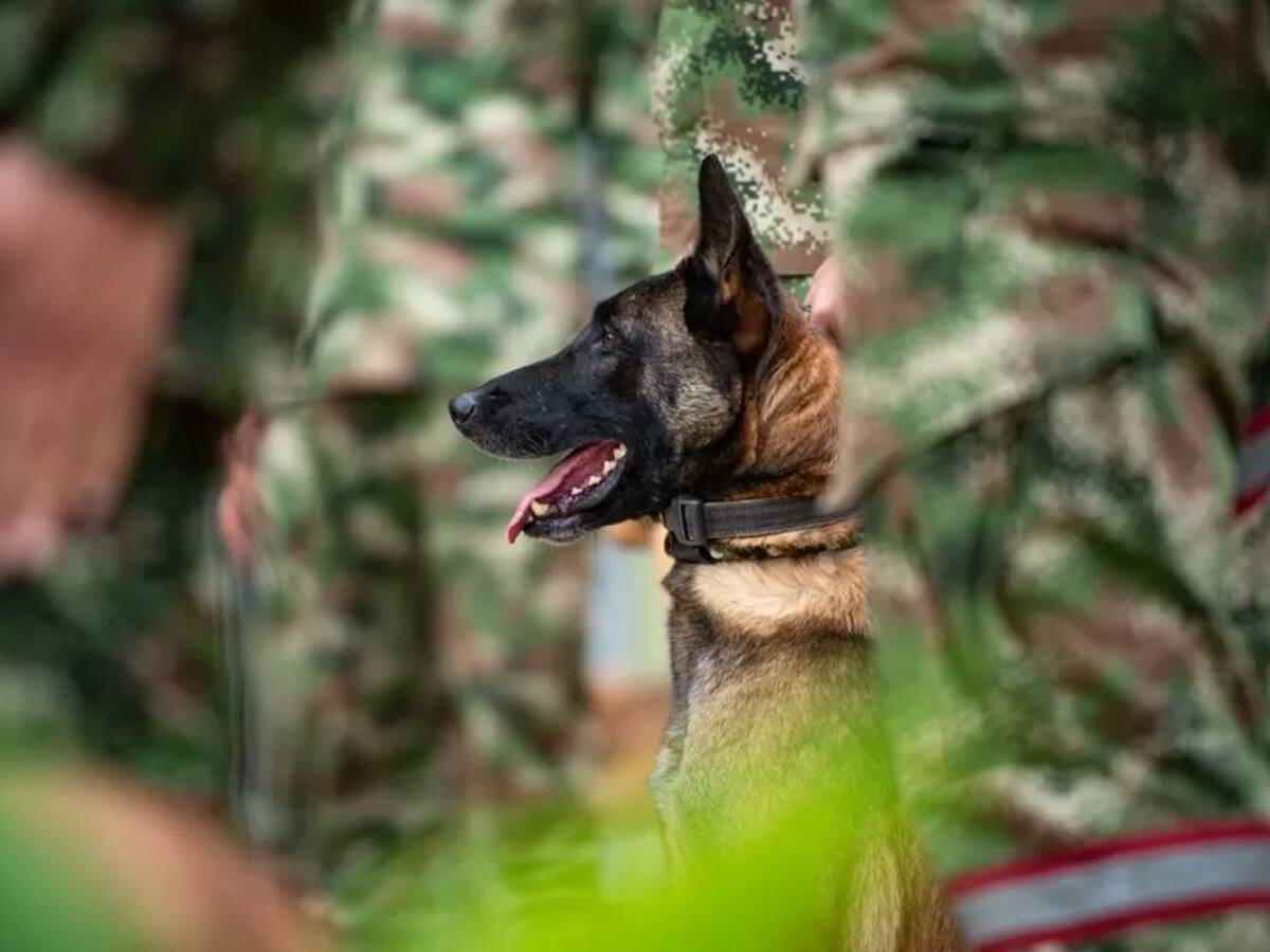 ¿Por qué los indígenas dicen que Wilson fue un canje espiritual?