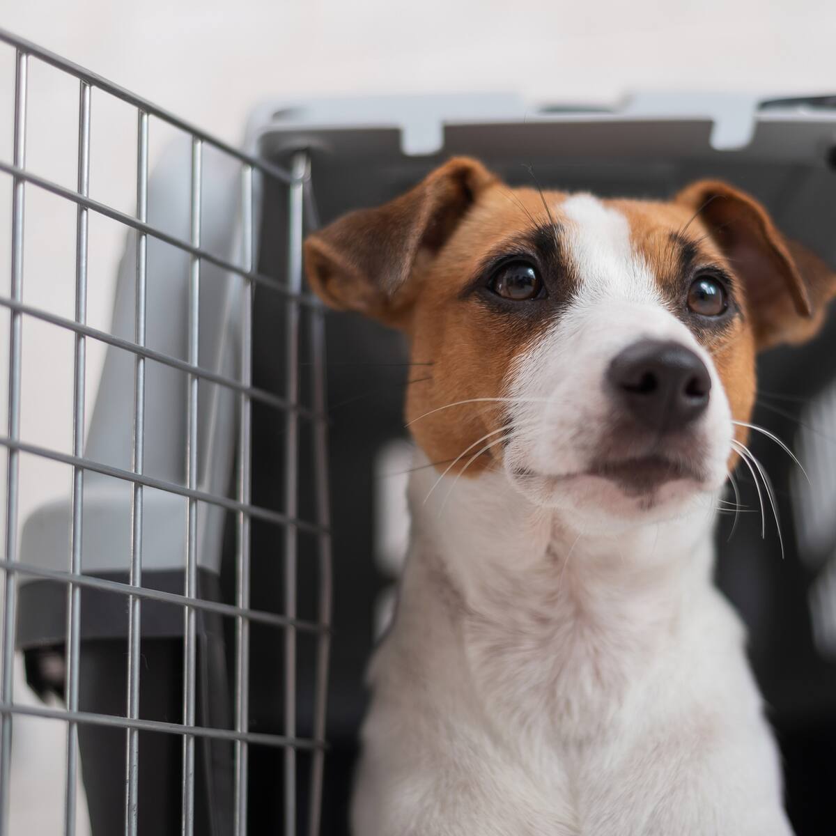 Las mascotas pueden ser embargadas: Corte Suprema de Justicia