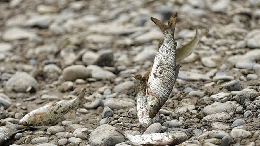 La Autoridad Nacional de Acuicultura y Pesca, preocupada con situación del río Cauca. Foto: Colprensa