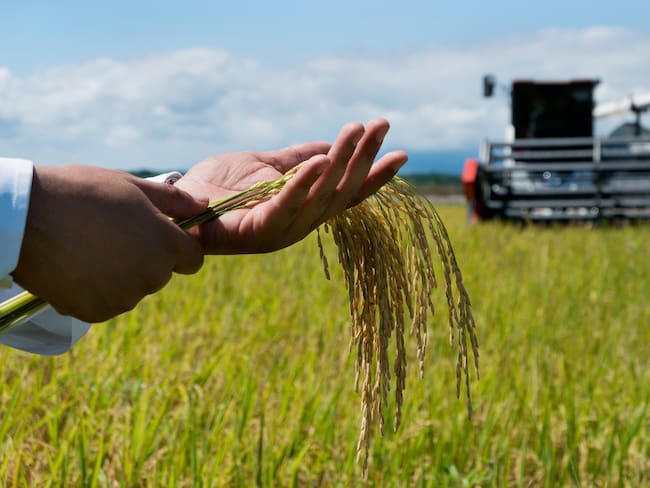 “Nuestro candidato es quien ofrezca lo que falta a la agricultura”: Fedearroz