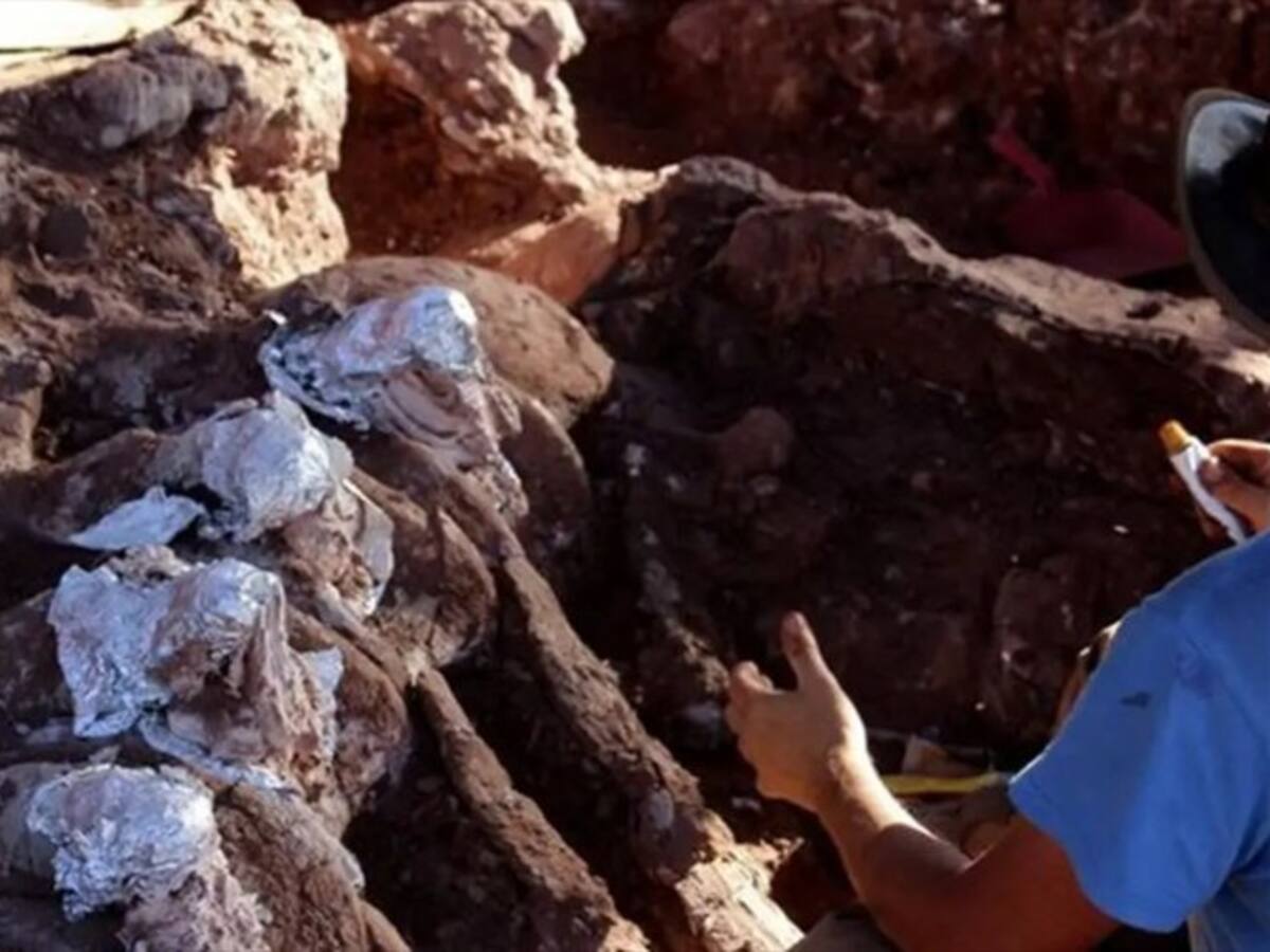 En Argentina hallan un fósil de dinosaurio que podría ser el más grande del mundo