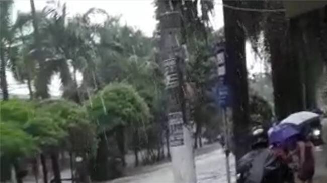 El temporal que estuvo acompañado de fuertes vientos, también hizo que varios árboles colapsaran. Foto: Cortesía