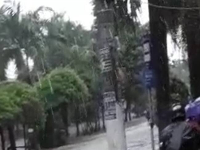 El temporal que estuvo acompañado de fuertes vientos, también hizo que varios árboles colapsaran. Foto: Cortesía