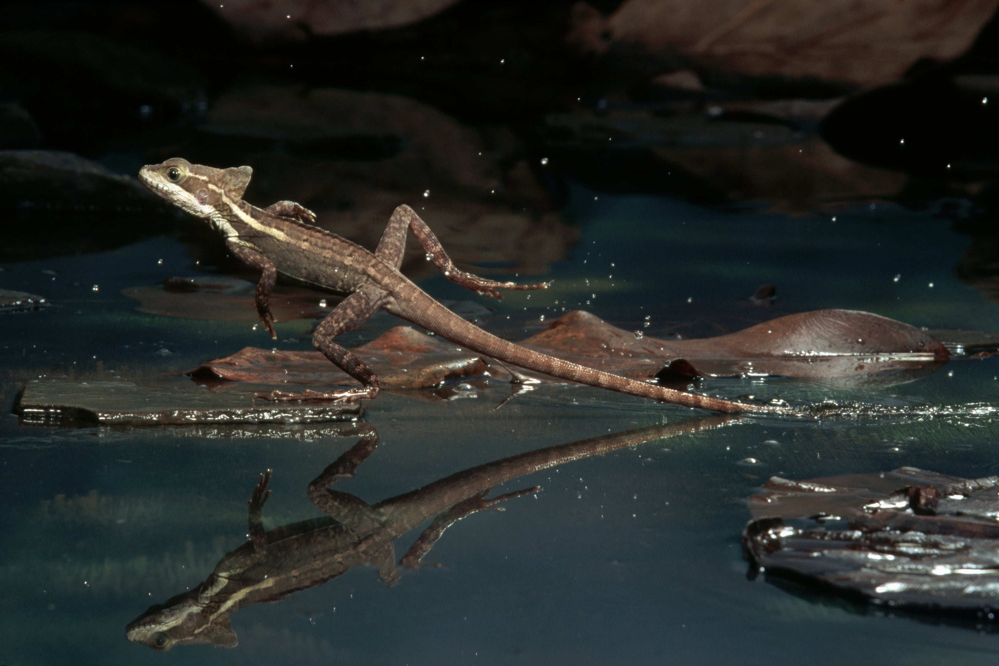 Basilisco. Foto: Getty Images.