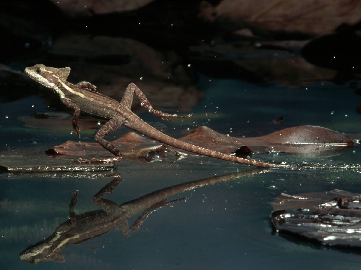 Video | Así es el animal que corre sobre el agua: ¿Por qué puede hacerlo? Está en Colombia