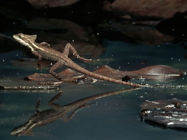 Basilisco. Foto: Getty Images.