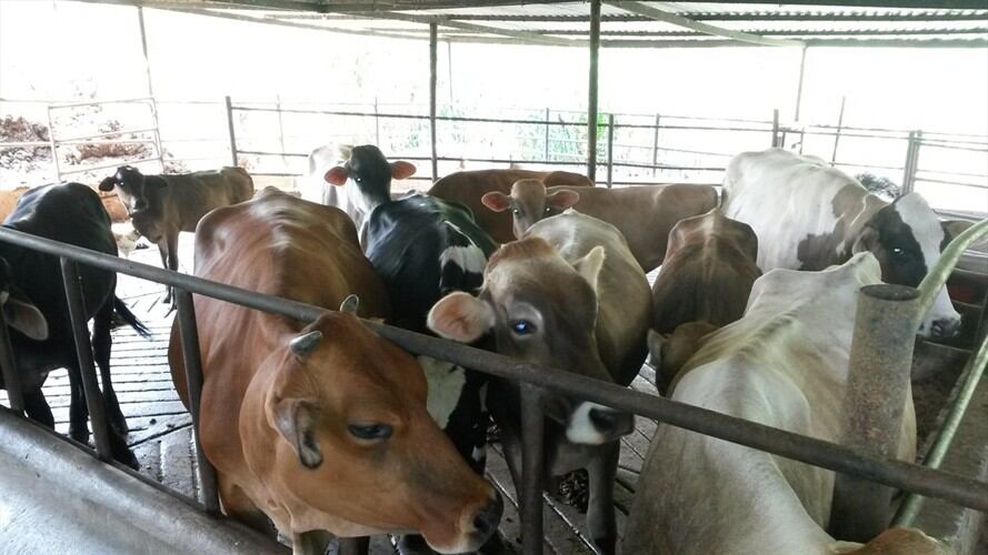 Colombia exportará ganado en pie a Arabia Saudita. Foto: Colprensa