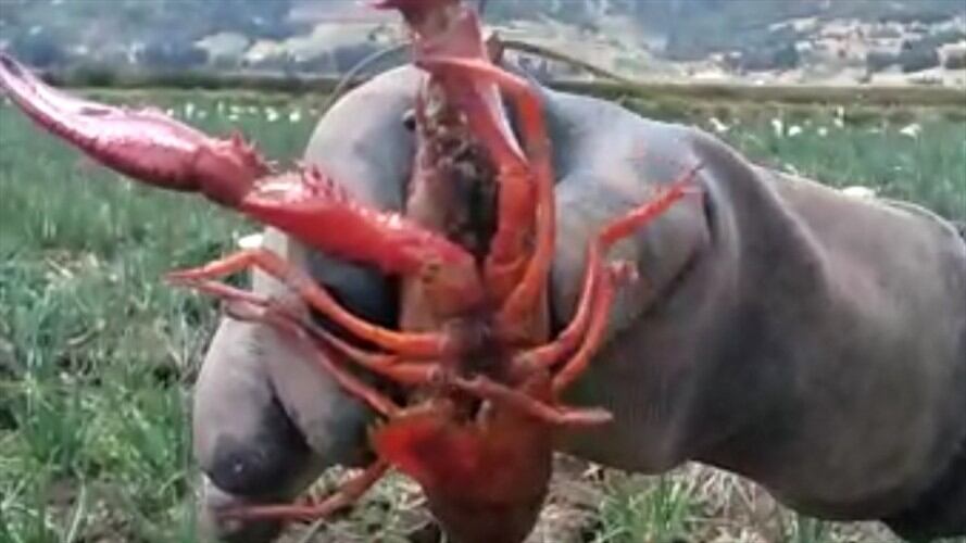 También hicieron contacto con Instituto Colombiano Agropecuario (ICA). Foto: W