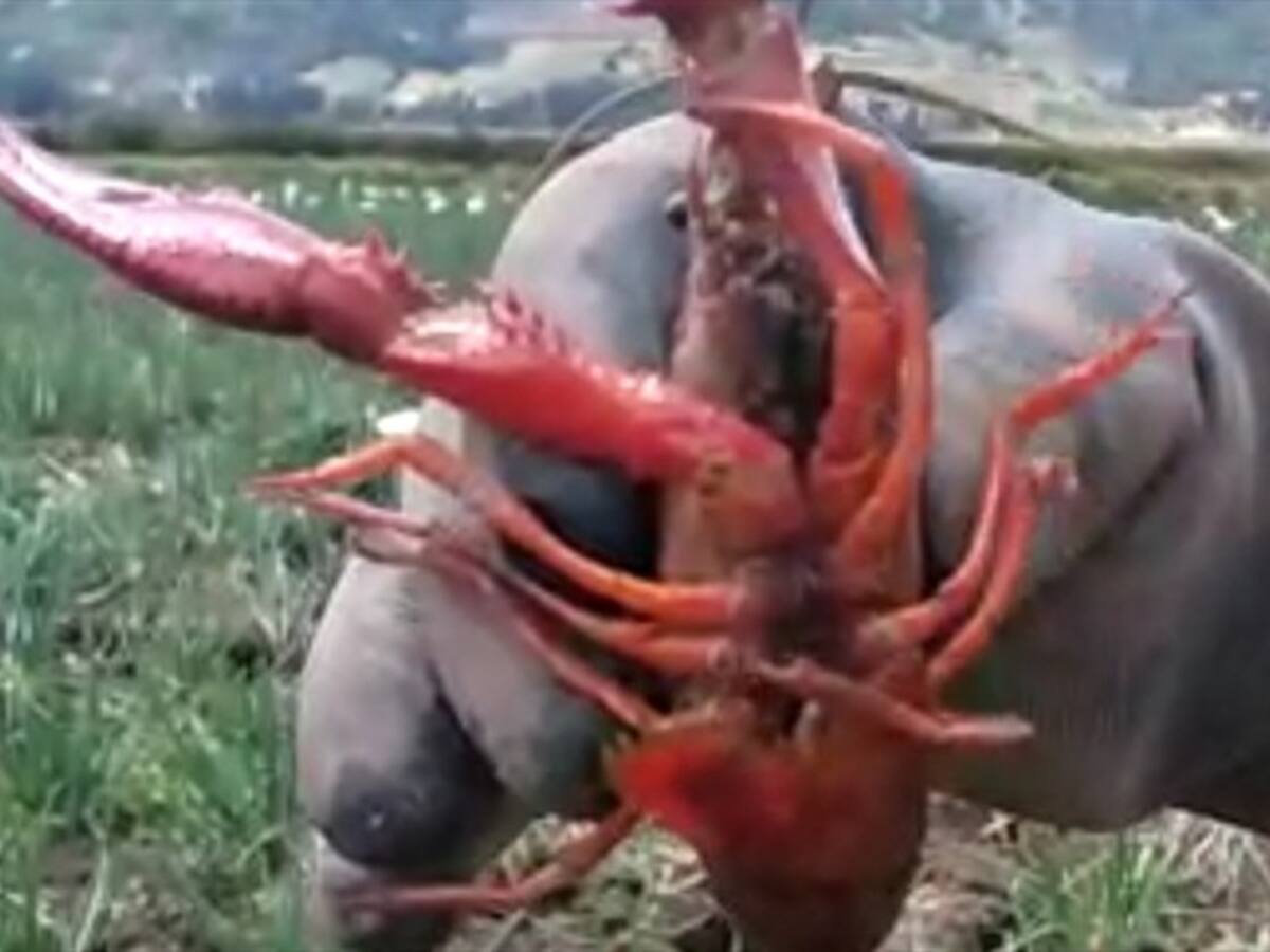 Productores de cebolla en Aquitania advierten que langosta invasora sería una amenaza