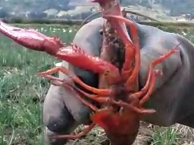 También hicieron contacto con Instituto Colombiano Agropecuario (ICA). Foto: W