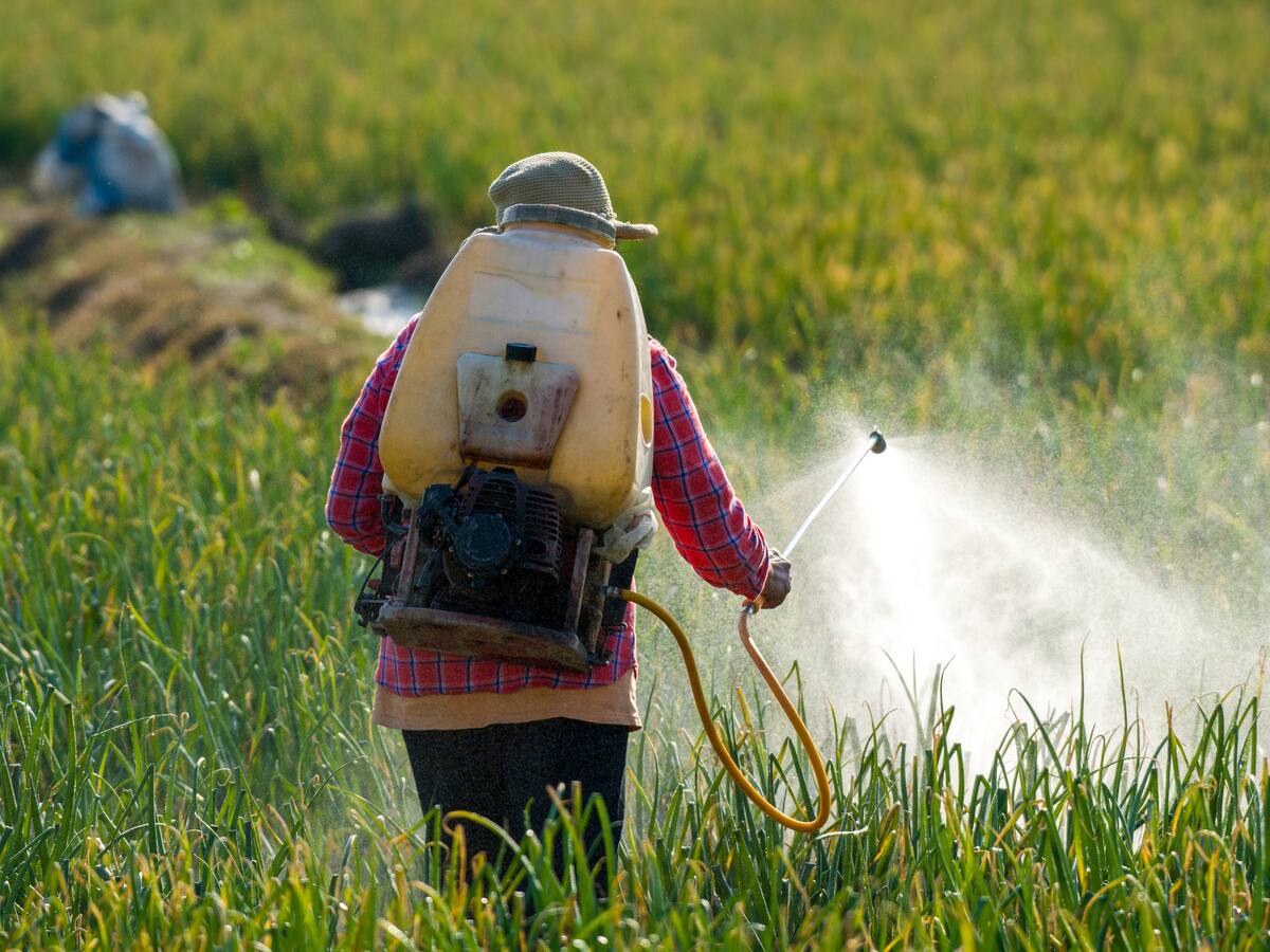 El insecticida que está en la lupa de la Corte por posibles daños a los niños