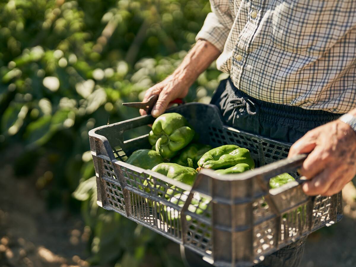 Activan proceso para que pequeños agricultores vendan sus productos a entidades públicas