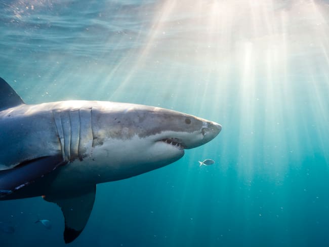Advierten a pobladores de San Andrés dejar de seguir atrayendo tiburones con comida. Foto: Getty Images