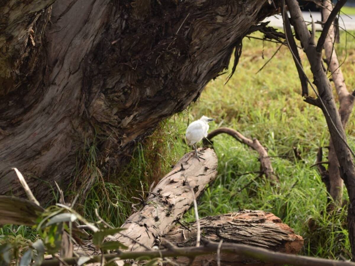 Inician investigación por afectación de hábitat de garzas entre Tibasosa y Duitama