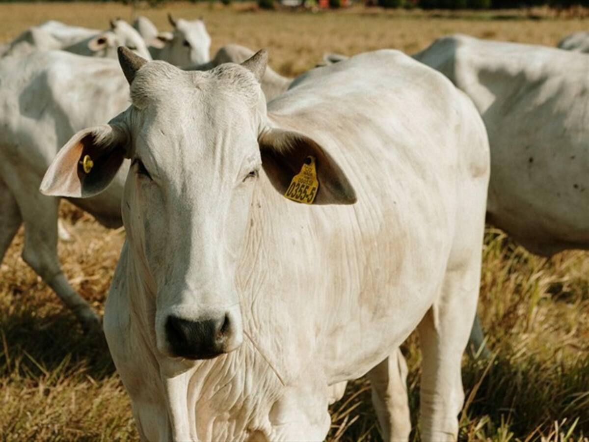 Así es el proyecto que busca hacer más productiva la actividad ganadera en Colombia