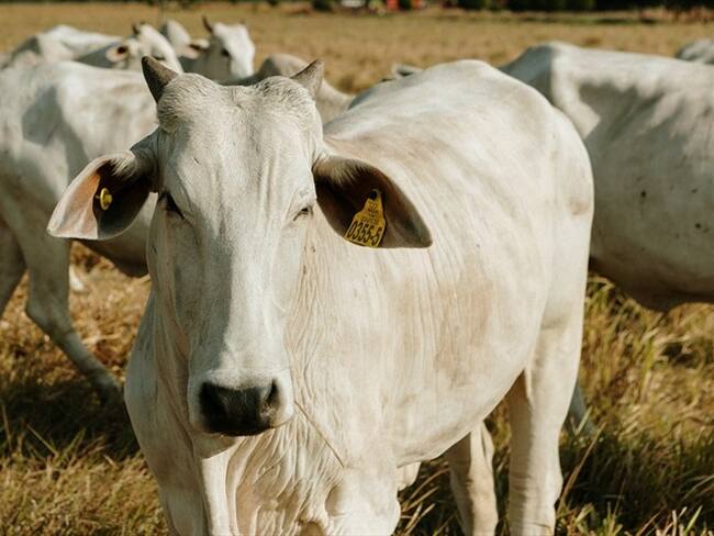 Así es el proyecto que busca hacer más productiva la actividad ganadera en Colombia