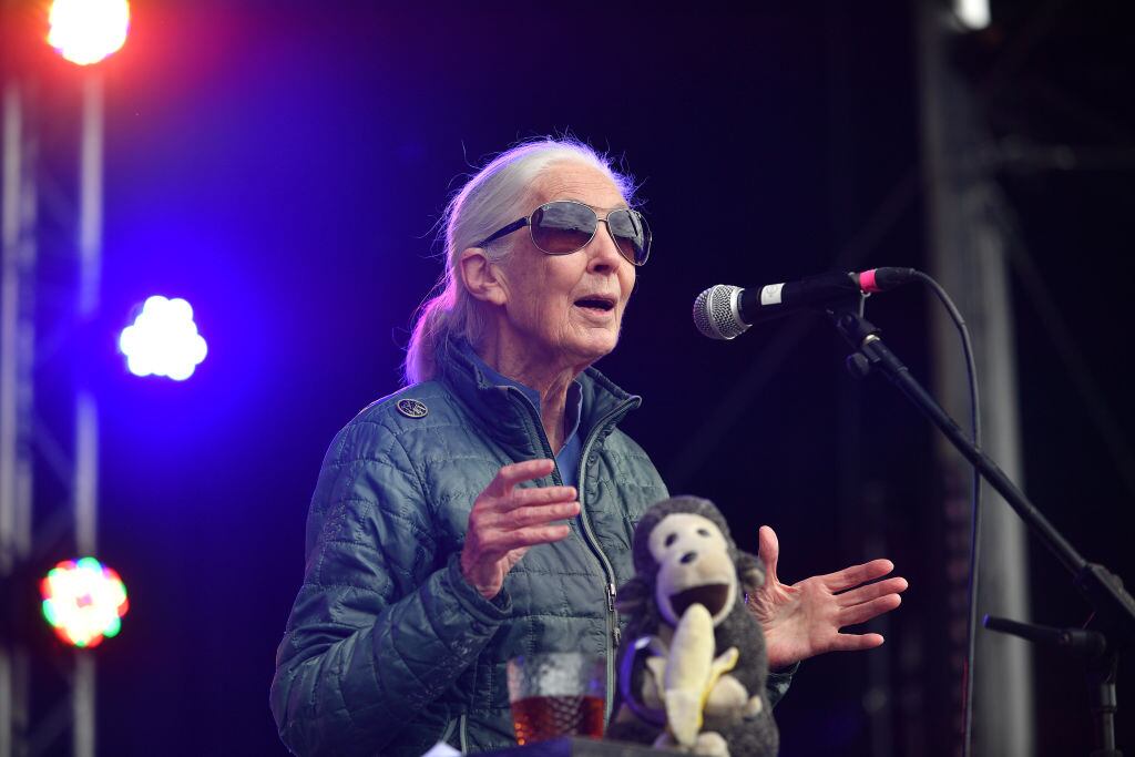 Roots & Shoots, programa de Jane Goodall que busca impulsar el cuidado del medioambiente