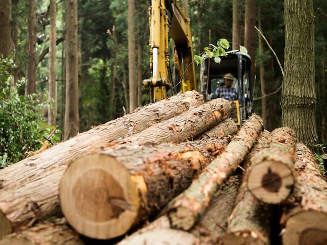 Brasil deforestó en 38 años un área equivalente a más de dos veces la de Alemania. Imagen de referencia. Foto: