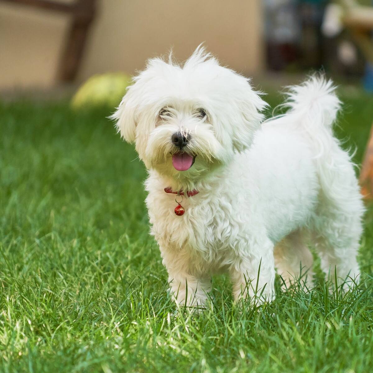 ¿Cuáles son las razas de perros más cariñosas? Esto dice un estudio