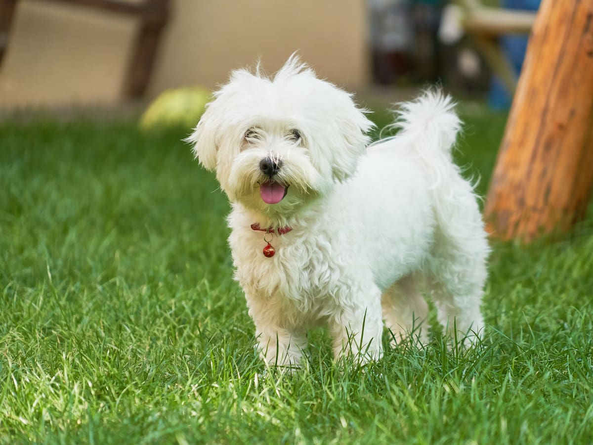 ¿Cuáles son las razas de perros más cariñosas? Esto dice un estudio