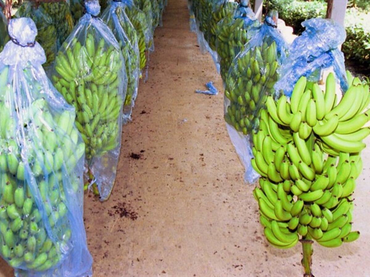 Comunidad de Guachaca y Mendihuaca cesan oposición ante cultivo de banano