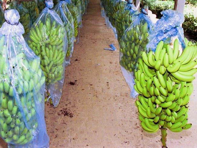 Cultivo de banano - Imagen de referencia. Foto: Colprensa