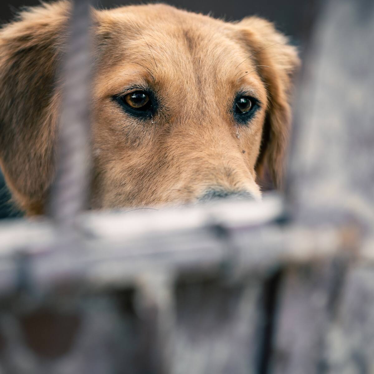 No se podrán realizar prácticas de maltrato animal con fines estéticos: Corte Constitucional