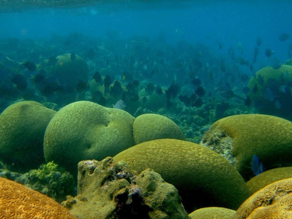 Líderes raizales emprenden lucha para preservar la reserva Seaflower