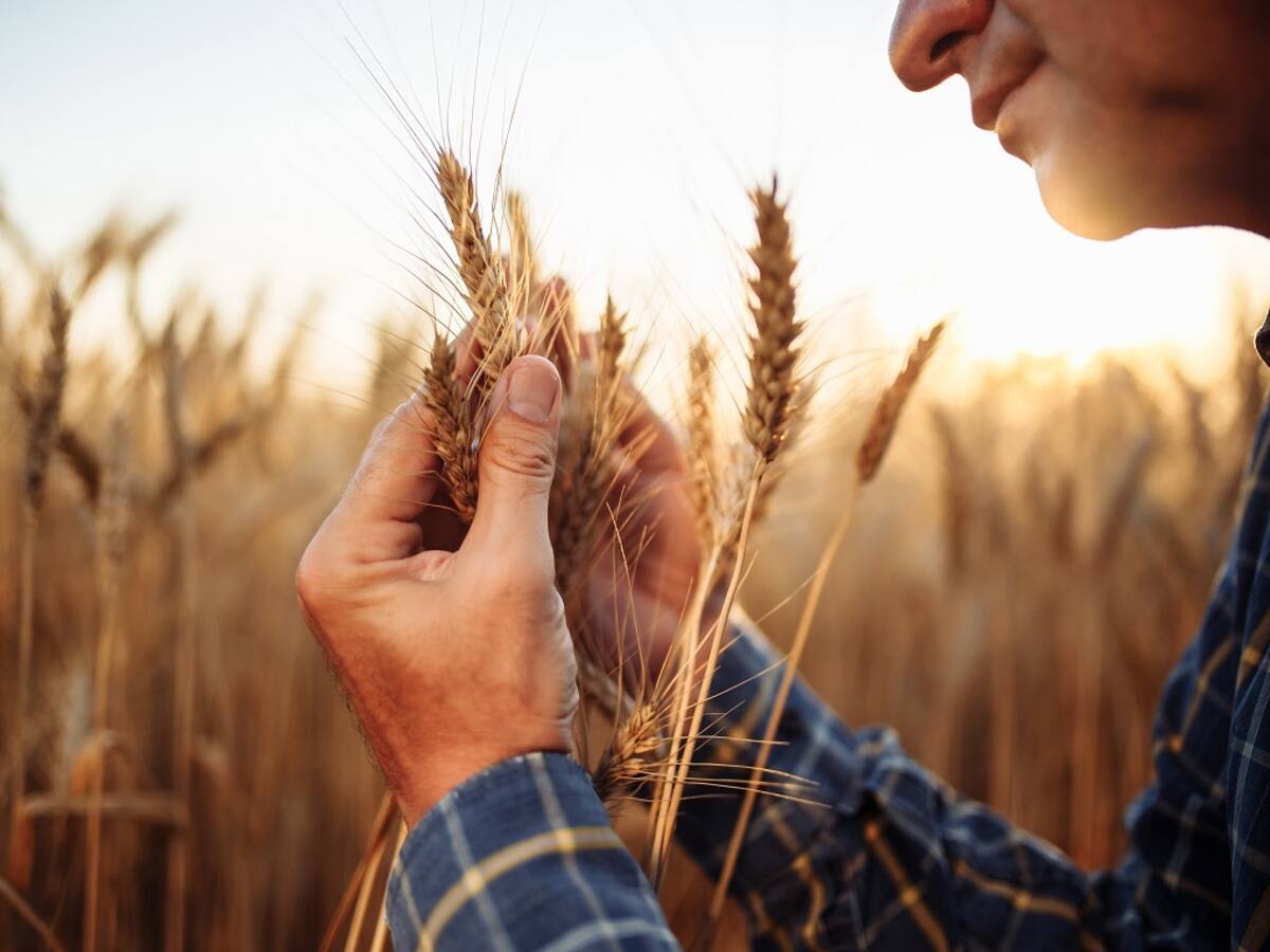Bavaria busca vincular a más de 200 agricultores de cebada: así puede inscribirse