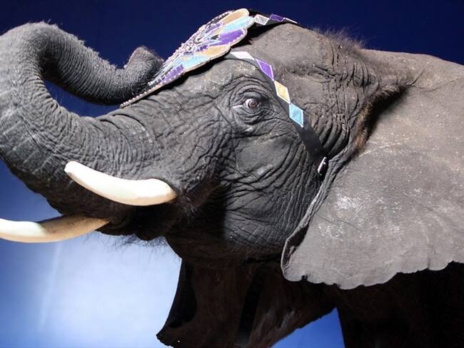 Impactante escena: dos elefantes se enfrentaron en pleno show de circo y generaron pánico. Foto: Getty Images