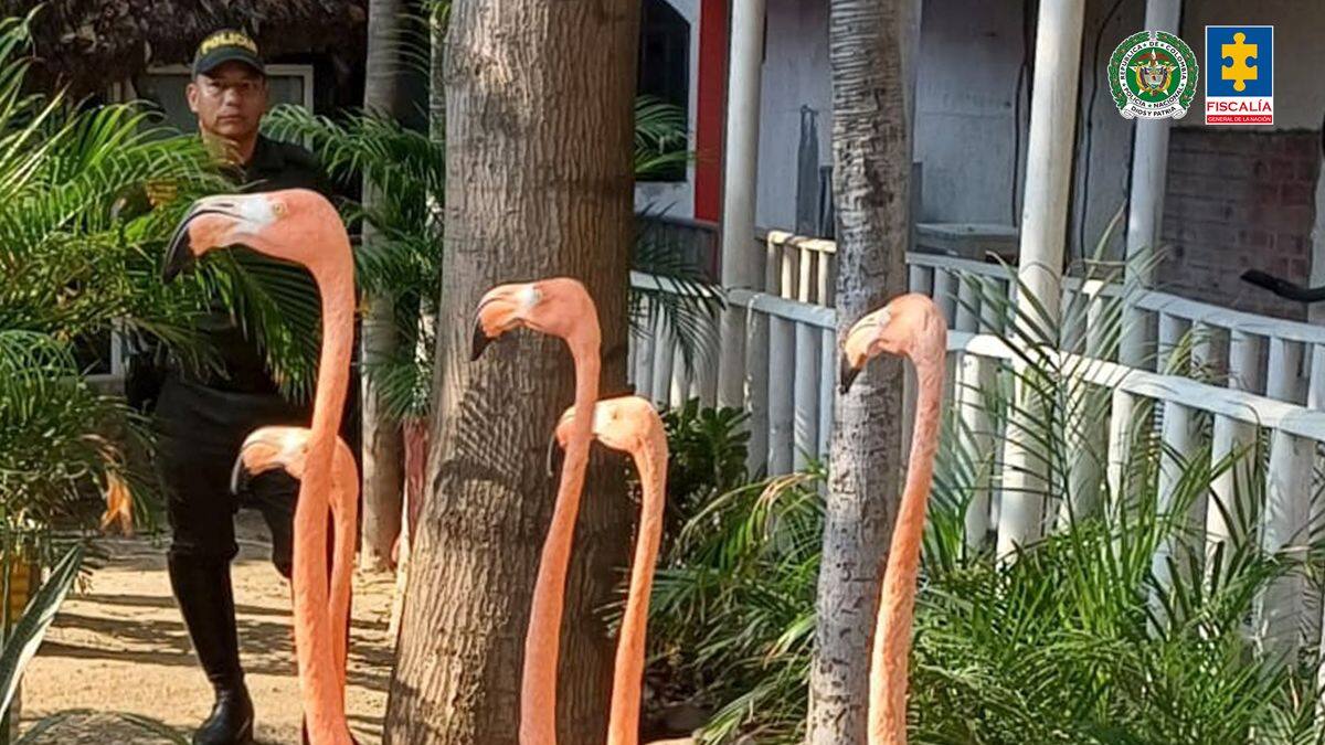 Judicializado hombre que mantenía en cautiverio especies exóticas en un hotel de Santa Marta
