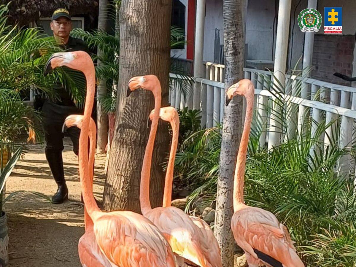 Judicializado hombre que mantenía en cautiverio especies exóticas en un hotel de Santa Marta
