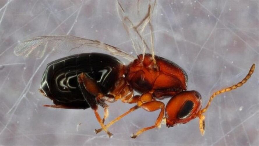 Bassettia pallida es un parásito que infecta los olmos por la vía de una avispa descubierta recientemente.. Foto: BBC Mundo