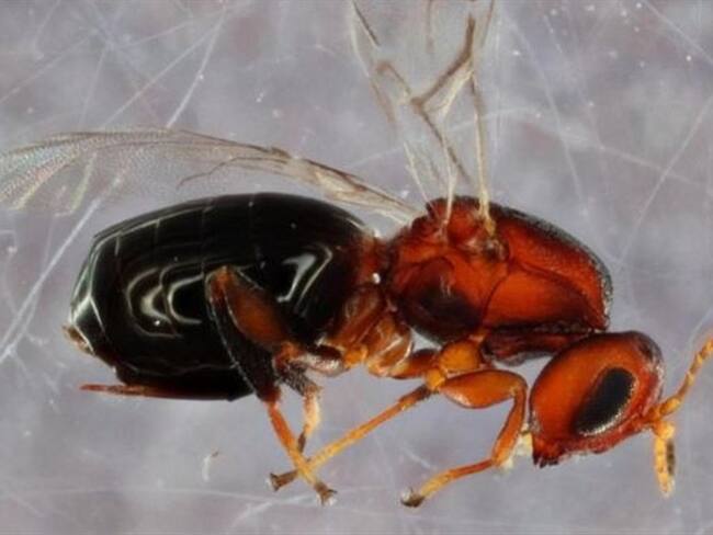 Bassettia pallida es un parásito que infecta los olmos por la vía de una avispa descubierta recientemente.. Foto: BBC Mundo