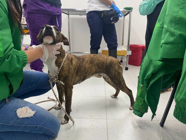 Foto: Cortesía: Instituto de Protección Animal